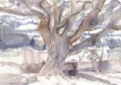 Oak Tree Haberfield